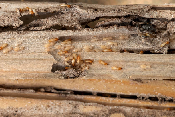 Best Wildlife Control Services  in New Port Richey, FL