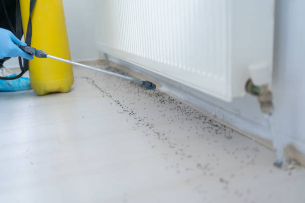 Best Local Pest Control Services  in New Port Richey, FL